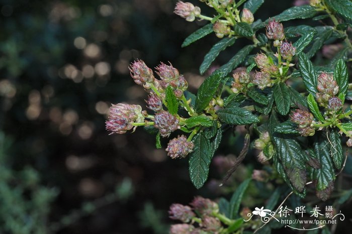  '半圆'美洲茶Ceanothus americanus 'Concha'