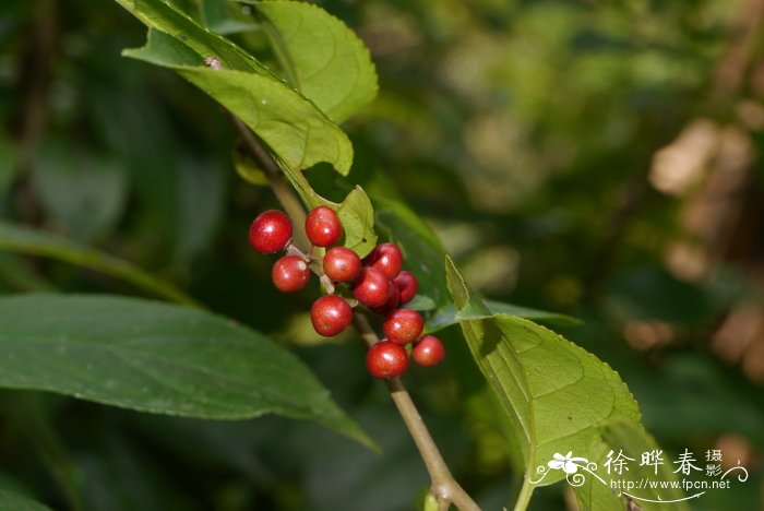 鼠李科鼠李属   尼泊尔鼠李rhamnus napalensis