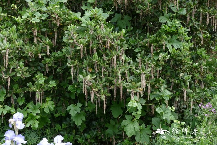 丝缨花Garrya elliptica