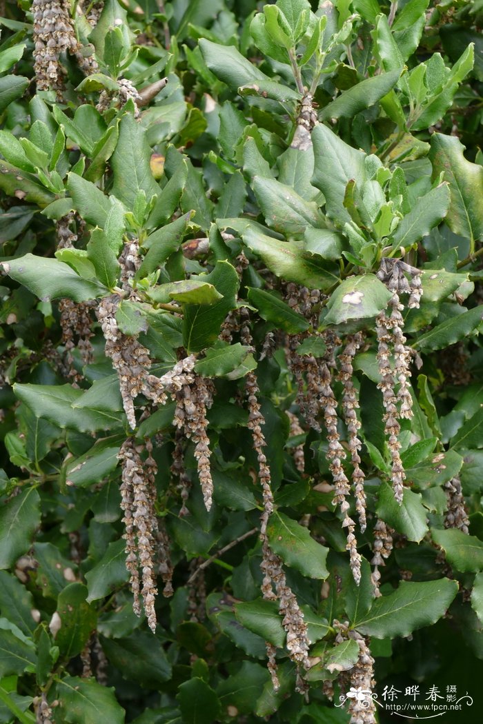 丝缨花Garrya elliptica