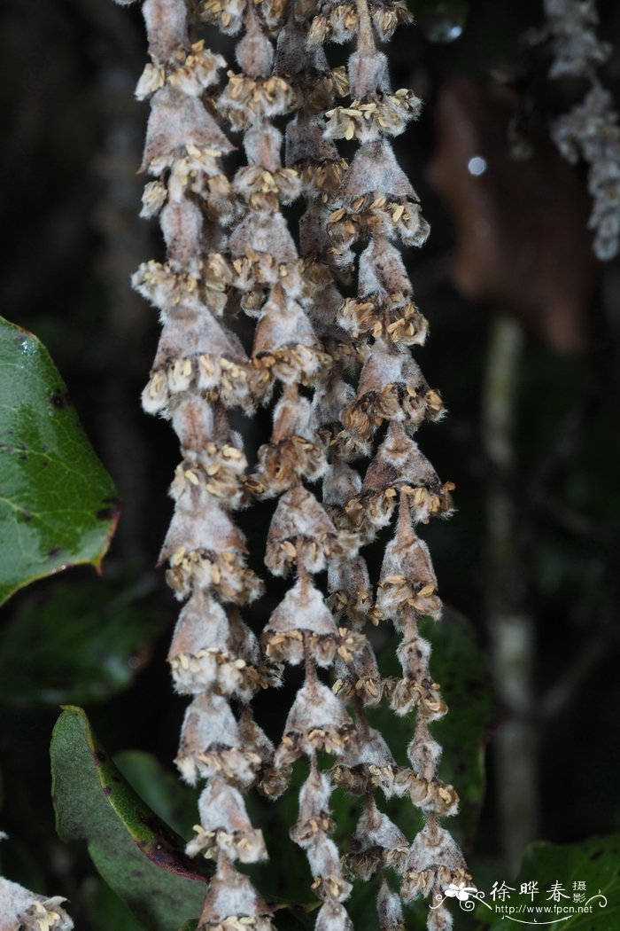 丝缨花Garrya elliptica