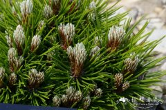 ‘施密德’波士尼亚松Pinus heldreichii ‘Schmidtii’