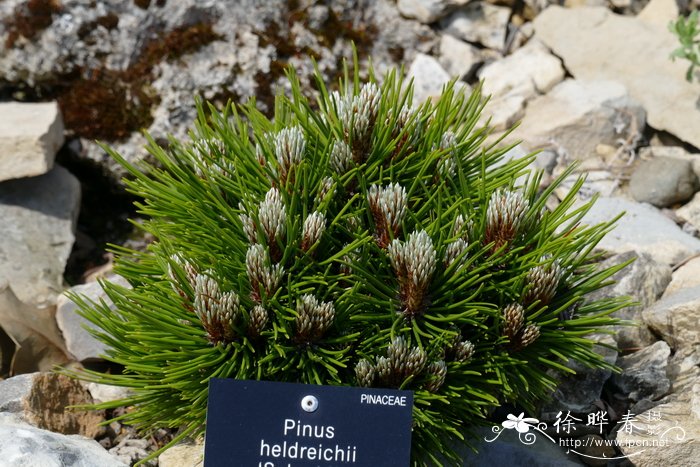 ‘施密德’波士尼亚松Pinus heldreichii ‘Schmidtii’