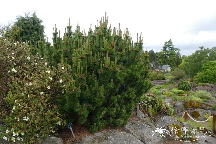 矮欧洲山松Pinus mugo var. pumilio