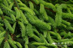  ‘下弯’欧洲云杉Picea abies ‘Reflexa’