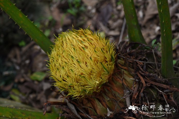 叉叶苏铁 Cycas micholitzii