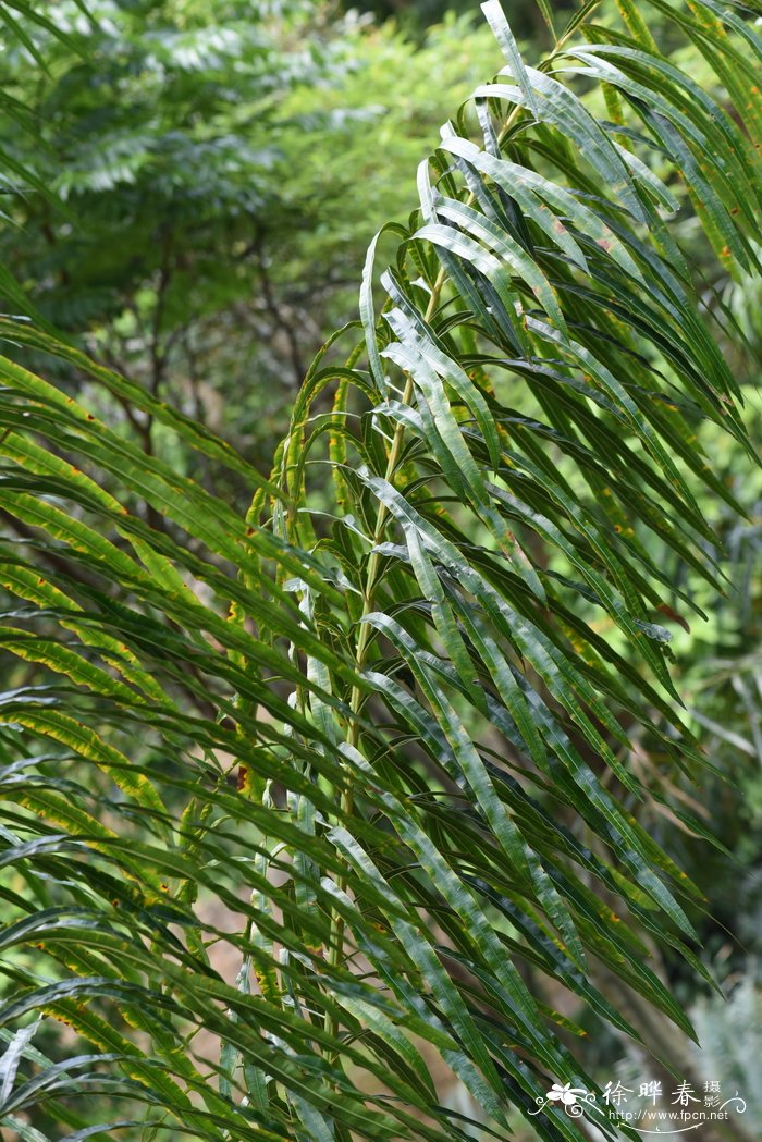 叉叶苏铁 Cycas micholitzii