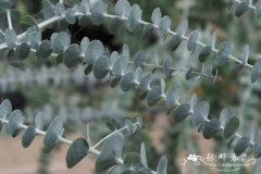 苹果桉Eucalyptus gunnii