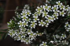 远志叶细子木Leptospermum polygalifolium
