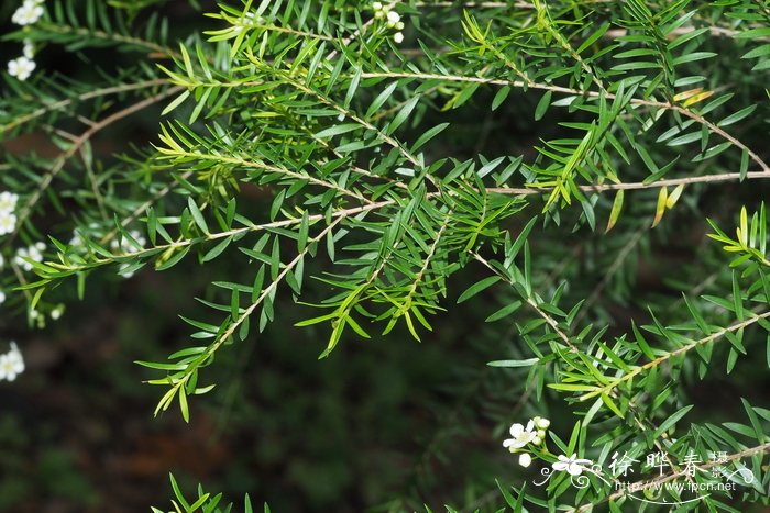 远志叶细子木Leptospermum polygalifolium