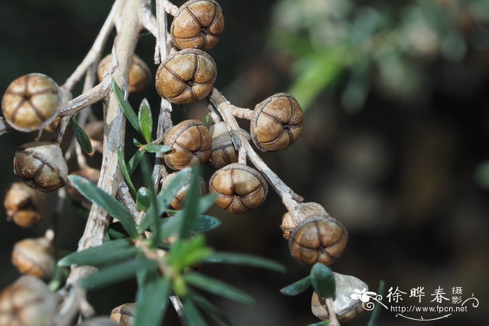 远志叶细子木Leptospermum polygalifolium