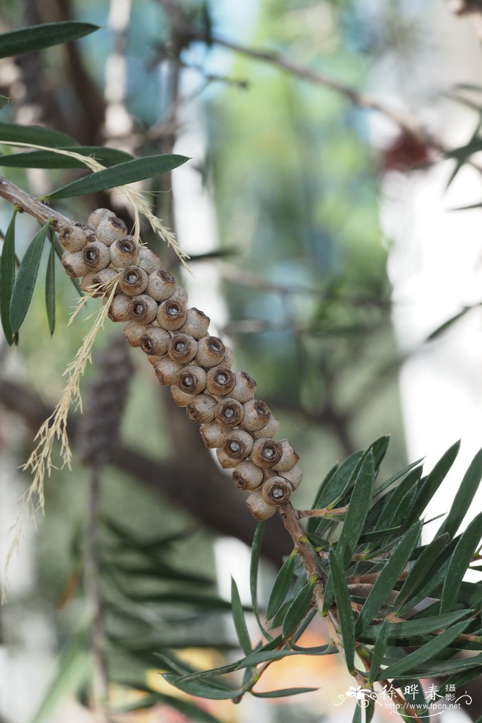 Melaleuca citrina