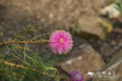 丝叶白千层Melaleuca filifolia