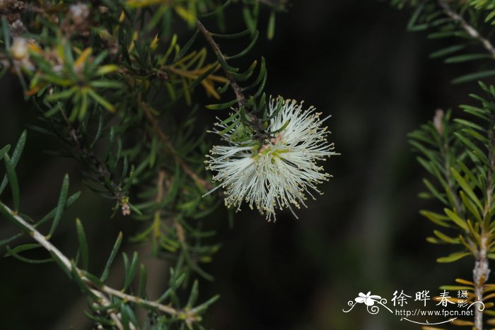 淡黄雪茶木Kunzea flavescens