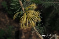 '星光'四裂网刷树Calothamnus quadrifidus 'Starlight'