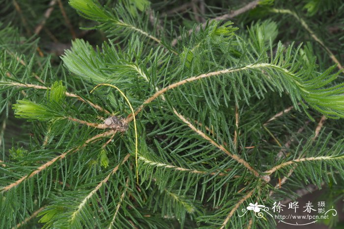 '星光'四裂网刷树Calothamnus quadrifidus 'Starlight'