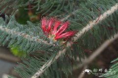 四裂网刷树 Calothamnus quadrifidus