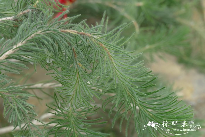 四裂网刷树 Calothamnus quadrifidus