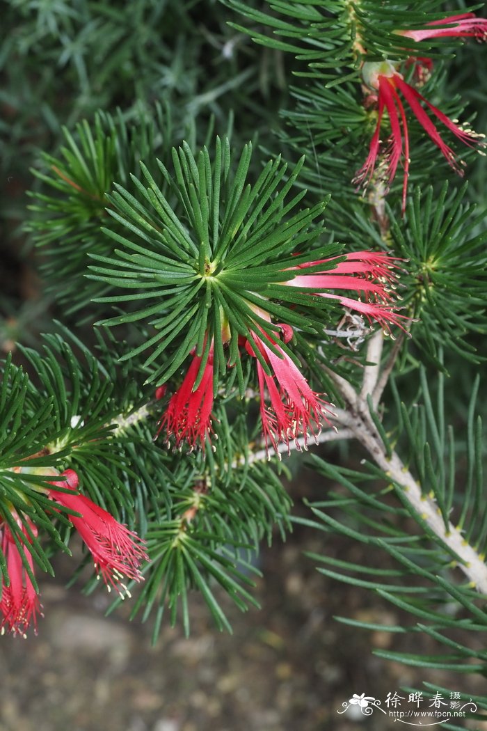 壮网刷树Calothamnus validus