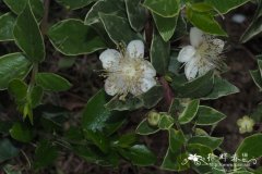 花叶香桃木 Myrtus communis ‘Variegata’