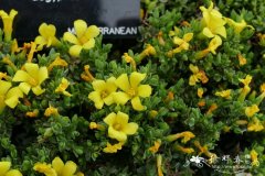 埃及金丝桃Hypericum aegypticum