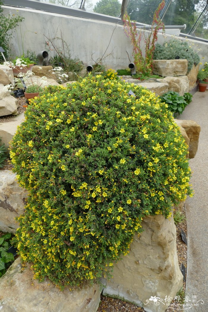 埃及金丝桃Hypericum aegypticum