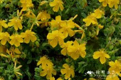蔷薇金丝桃Hypericum cerastioides