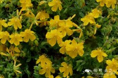 蔷薇金丝桃Hypericum cerastioides