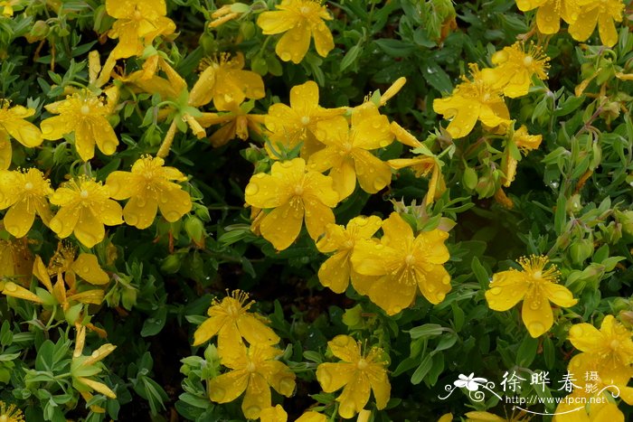 蔷薇金丝桃Hypericum cerastioides