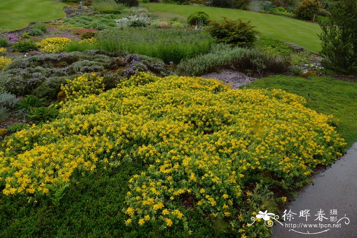 蔷薇金丝桃Hypericum cerastioides