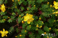 '平卧'岩高兰金丝桃Hypericum empetrifolium 'Prostratum'