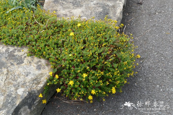 '平卧'岩高兰金丝桃Hypericum empetrifolium 'Prostratum'