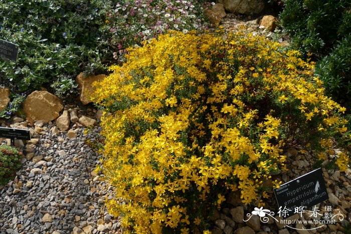  少花金丝桃Hypericum empetrifolium subsp. oliganthum