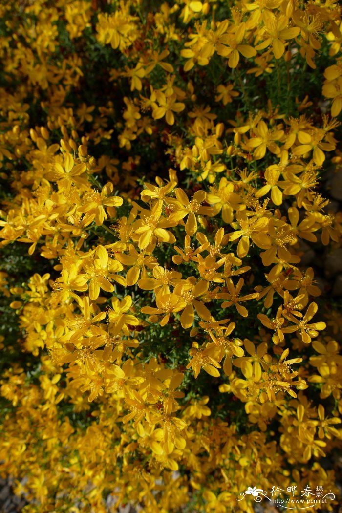  少花金丝桃Hypericum empetrifolium subsp. oliganthum