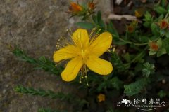 奥林匹斯山金丝桃Hypericum olympicum