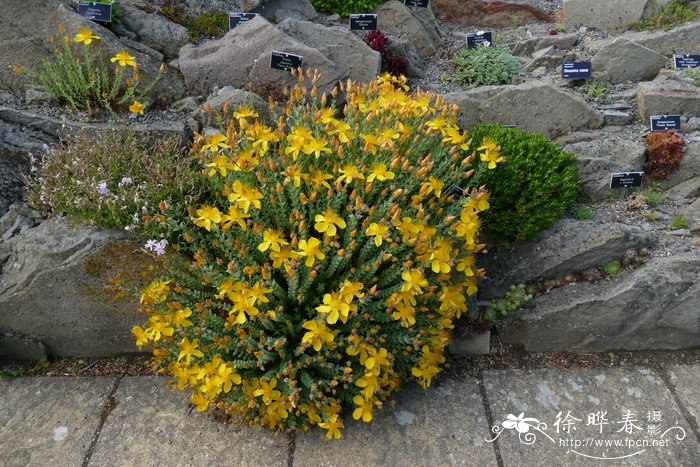 奥林匹斯山金丝桃Hypericum olympicum