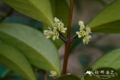 福建假卫矛Microtropis fokienensis