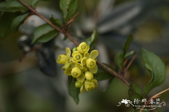 蚝猪刺Berberis julianae