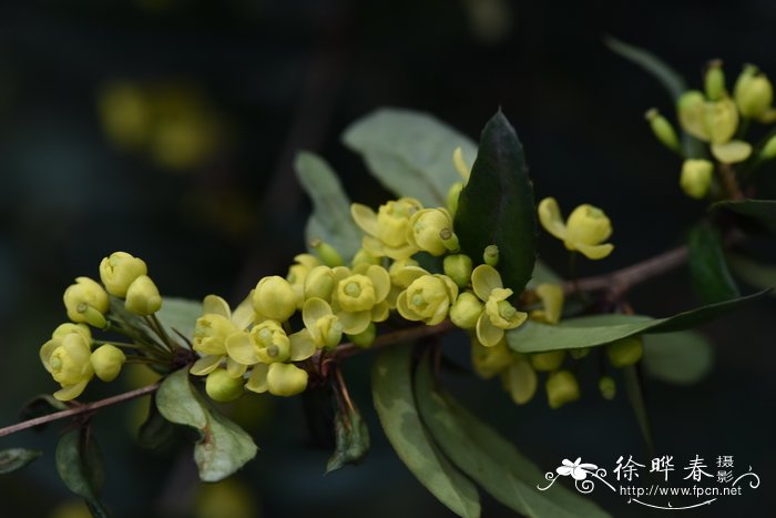 蚝猪刺Berberis julianae