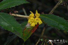 台湾小檗Berberis kawakamii