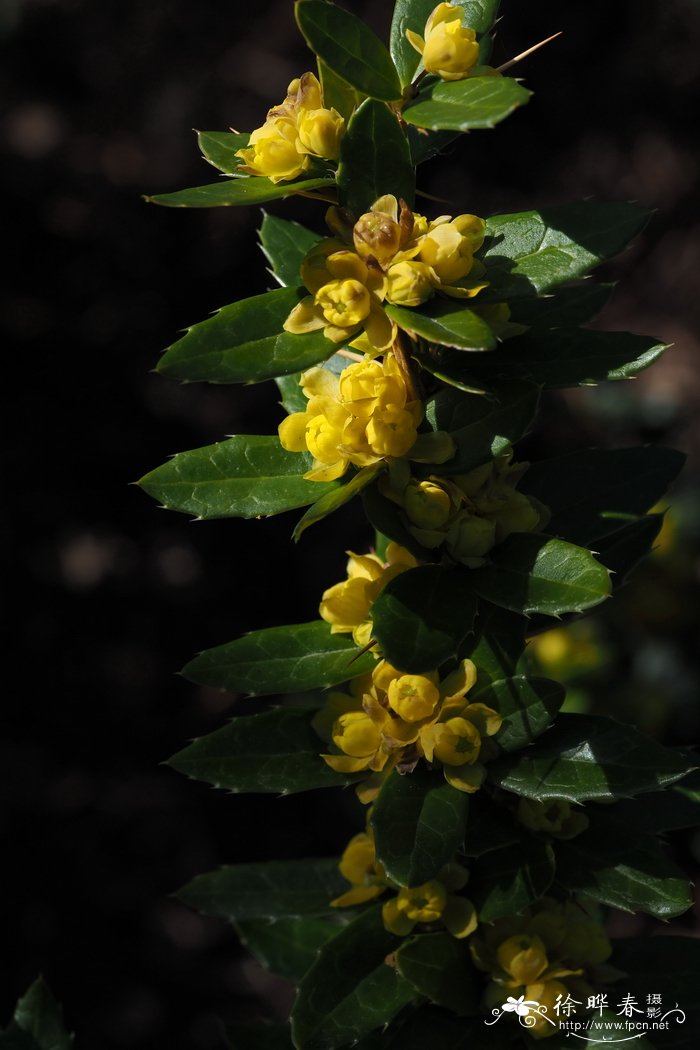 台湾小檗Berberis kawakamii