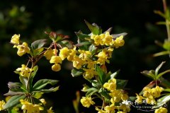 丽江小檗Berberis lijiangensis