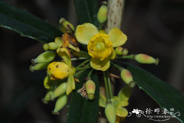 山地小檗Berberis montana