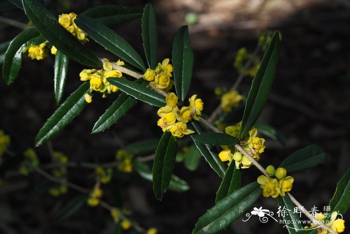 山地小檗Berberis montana