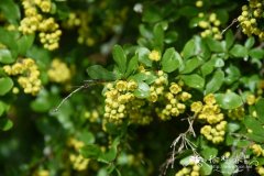 直序小檗Berberis orthobotrys