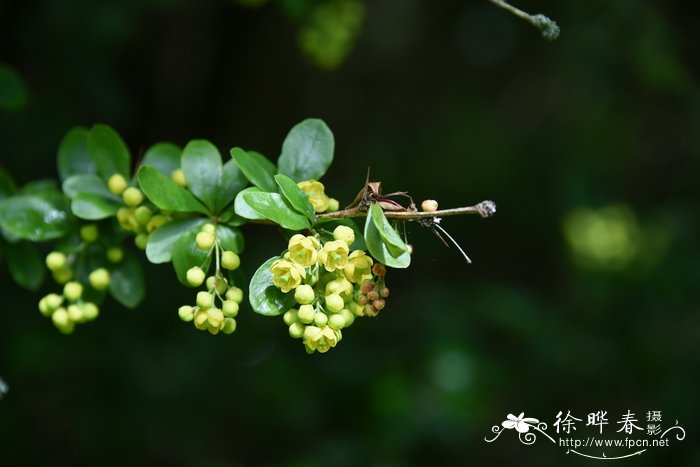 直序小檗Berberis orthobotrys