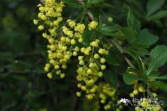 济州小檗 Berberis quelpaertensis