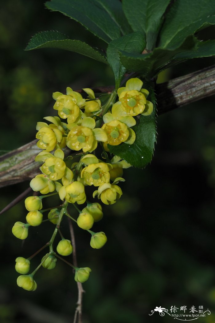 济州小檗 Berberis quelpaertensis