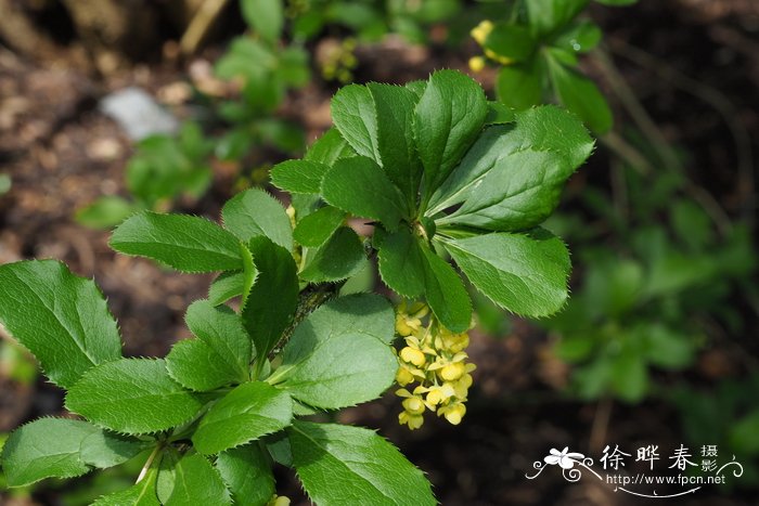 济州小檗 Berberis quelpaertensis