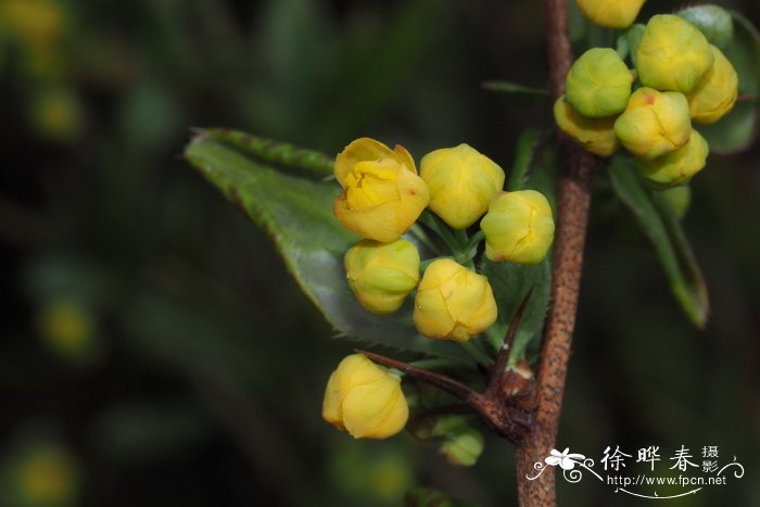 三颗针Berberis sieboldii